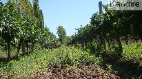 finca