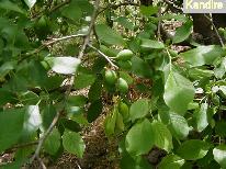 Ciruelas- Finca Cº Española
