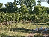 Fincas
