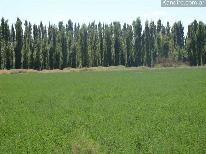 Finca Las Malvinas 54 ha