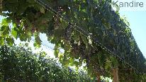 finca
