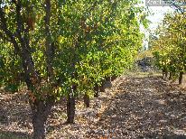 Finca 10 ha CºBenegas- ciruelas A