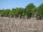5ha-Los Claveles
