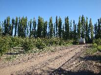 producción de ciruelas