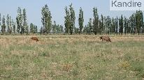 campo
