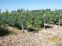 finca