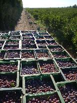 producción de ciruelas