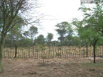 Campos