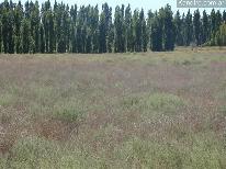 Finca Las Malvinas 54 ha
