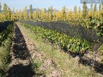 Finca 10 ha CºBenegas- viña A