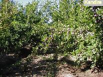 Ciruelas D´Agen 16 ha