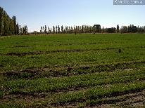 Fincas