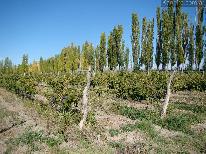 Finca 10 ha CºBenegas- viña C