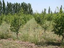 finca