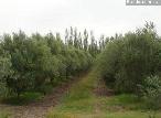 Finca 40 ha en Goudge