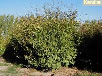 Finca ciruelas y membrillos