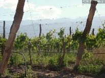 Fincas