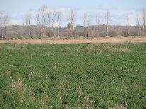 Finca 1.036 ha- alfalfa