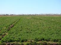 Finca 1.036 ha- alfalfa A