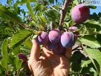 producción de ciruelas