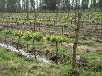 finca