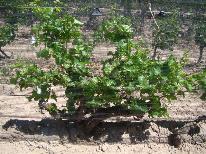finca
