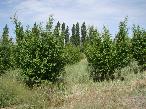 Finca 7ha
