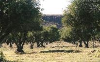 olivos, 24 ha Rama Caída