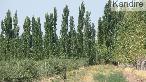 FINCA 12HAS