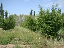 finca