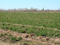 Finca 1.036 ha- alfalfa B