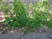 finca