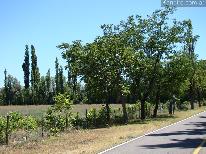 Fincas