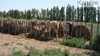 campo