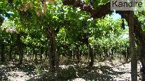 finca