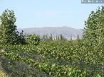 Finca 18.5 ha Cuadro Benegas