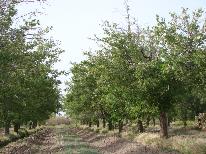 cepa