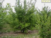 Finca 20 ha - ciruelas 1