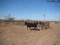 Campos