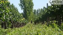 finca