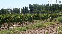 finca