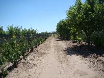 finca