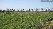 Campo 500 ha - alfalfa 1
