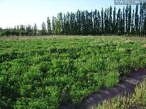 Finca 17 en blanco