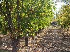 Finca 10 ha Cuadro Benegas