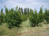 finca