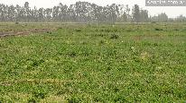 Campo 500 ha- alfalfa A