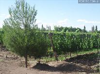 Fincas