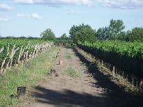 Viña Merlot, en espaldero