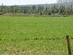 Finca 54 ha Las Malvinas